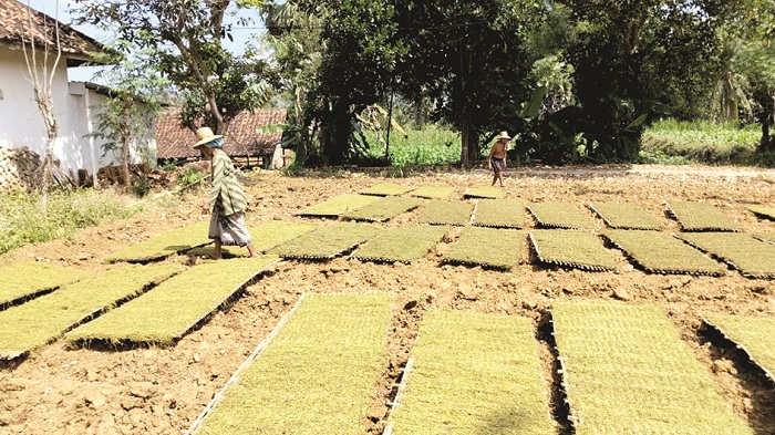 PANEN: Warga Desa Rajun, Kecamatan Pasongsongan, Sumenep, sedang menjemur rajangan tembakau, Senin (4/8). (MOH. IQBAL/JPRM)