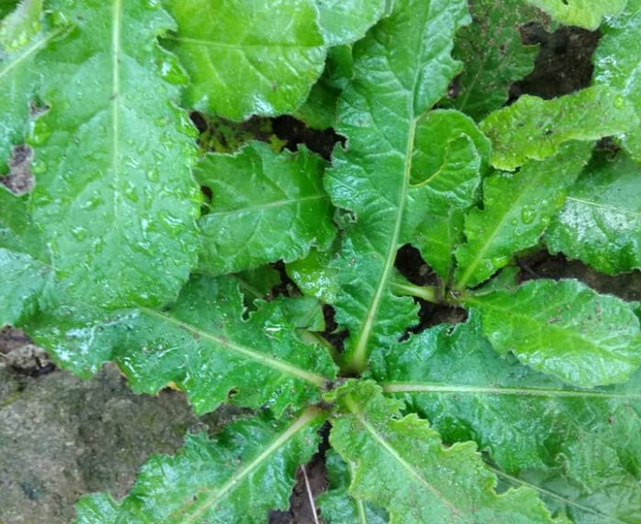 Tapak liman adalah tanaman herbal yang bermanfaat untuk mempercepat kehamilan