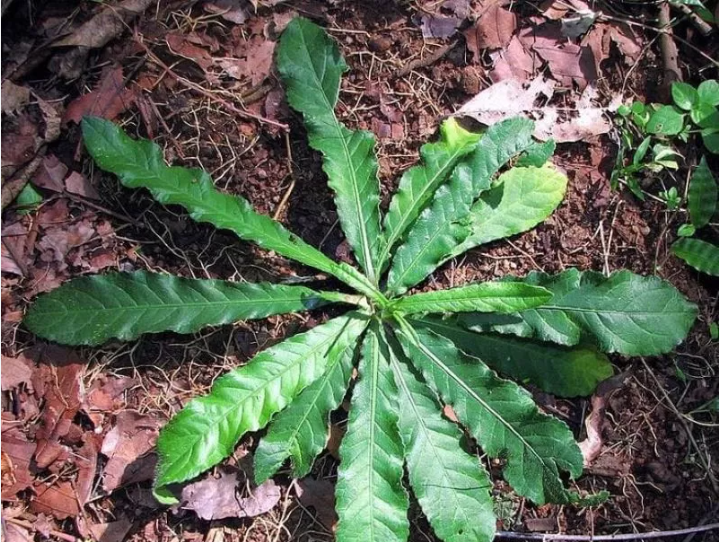 Perbedaan tapak liman dan pegagan