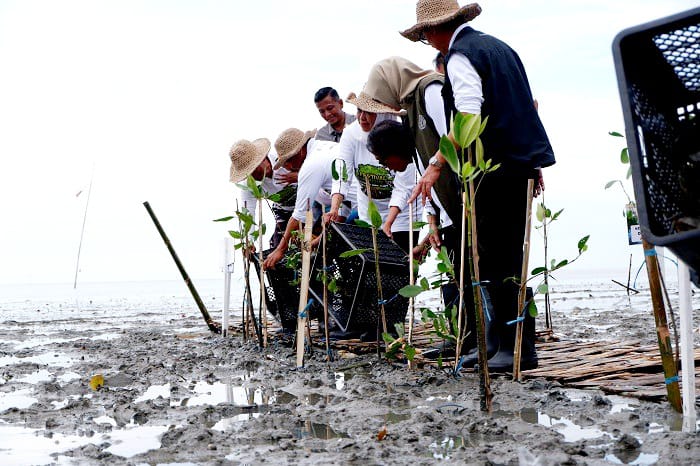 JAGA LINGKUNGAN: Gubernur Jatim Khofifah Indar Parawansa saat menanam pohon mangrove di pantai Desa Martajasah, Bangkalan, Senin (3/11). (VIVIN AGUSTIN HARTONO/JPRM)
