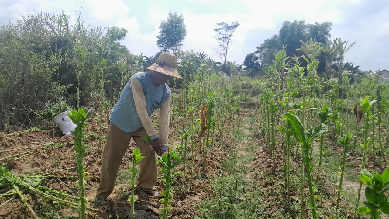 PASCAPANEN: Seorang petani di Desa Bettet, Pamekasan, mencabut batang tembakau di ladang pertaniannya, Kamis (23/10).