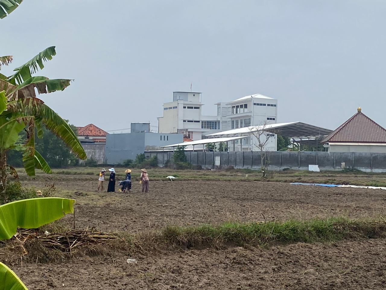 SEMANGAT: Petani menabur benih di sawahnya di Kelurahan Gunung Sekar, Kecamatan Sampang, Senin (10/11).