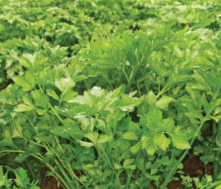 Kandungan serat tinggi dan rendah kalori membuatnya ampuh membantu proses diet.