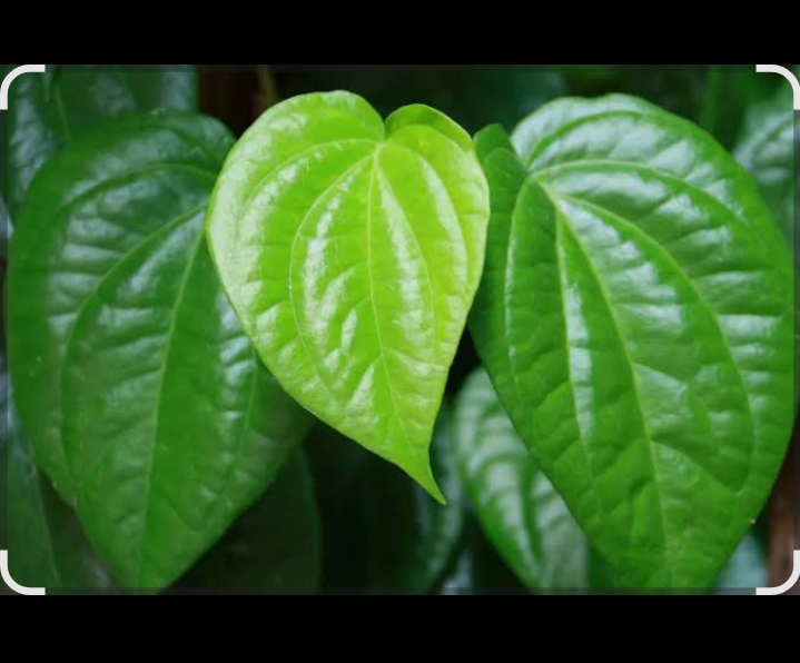 Daun sirih telah lama dikenal sebagai tanaman herbal yang menyimpan banyak manfaat kesehatan