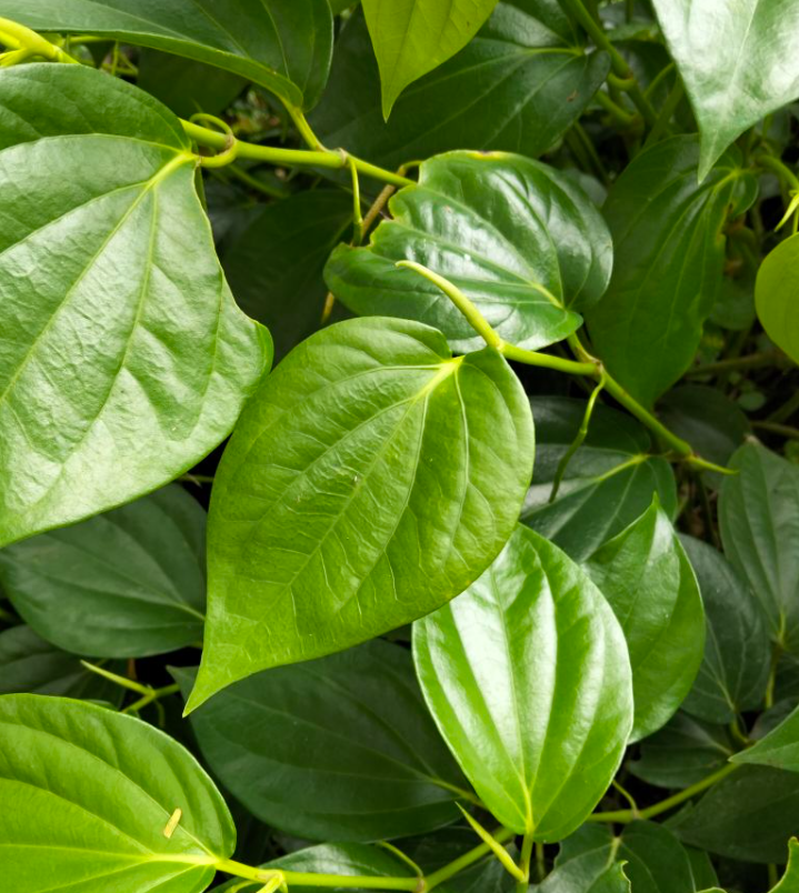 Daun sirih mengandung senyawa antibakteri dan antiseptik alami seperti chavicol dan eugenol.