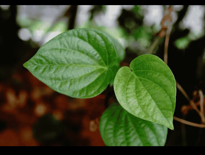 Senyawa aktif dalam daun sirih seperti flavonoid, alkaloid, dan tanin berperan penting dalam mengatur kadar gula darah