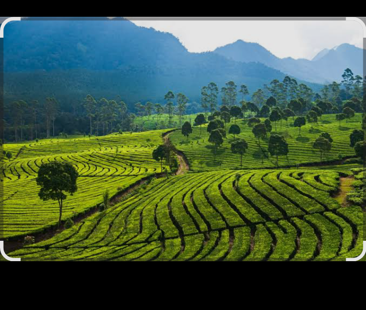Suasana asri dan tenang menjadi daya tarik utama kebun teh ini.