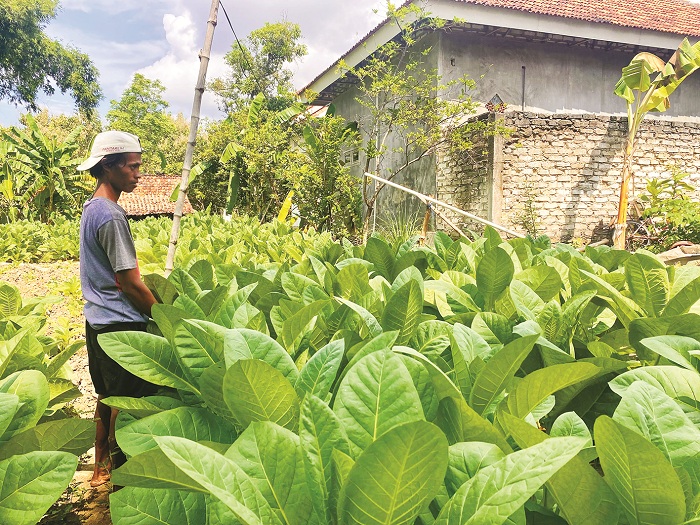 RUTIN: Petani merawat tembakau di Desa Konang, Kecamatan Galis, Pamekasan, Kamis (3/7). (DOK JPRM)