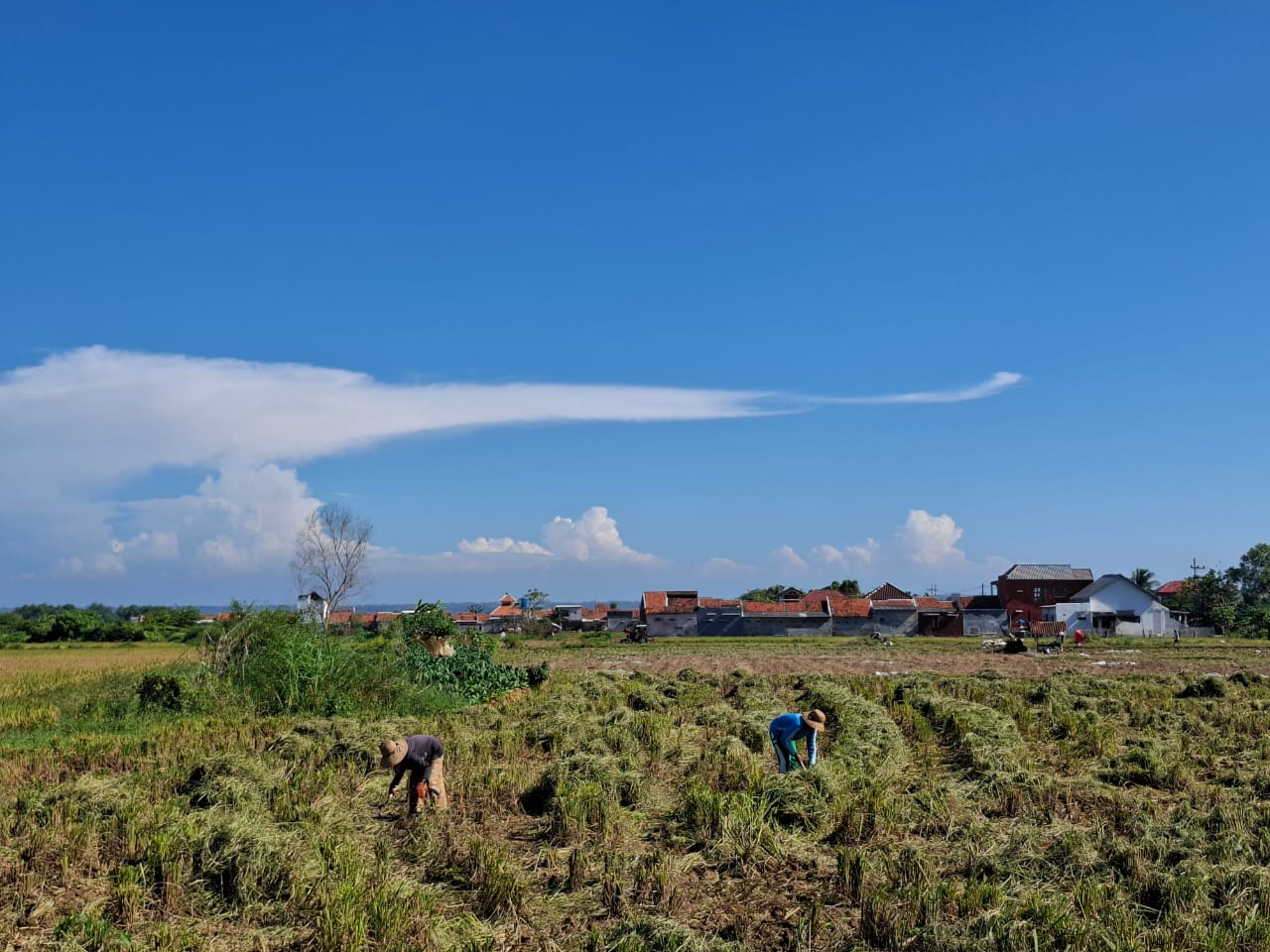HIJAU: Petani sedang memanen padi di Desa Babbalan, Kecamatan Batuan, Sabtu (6/9).