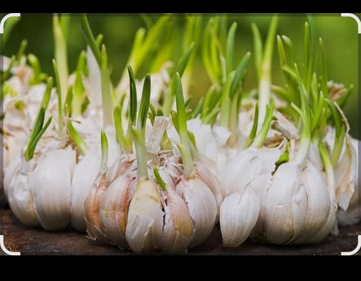 Salah satu ciri bawang putih berkualitas adalah teksturnya yang padat dan tidak lembek.