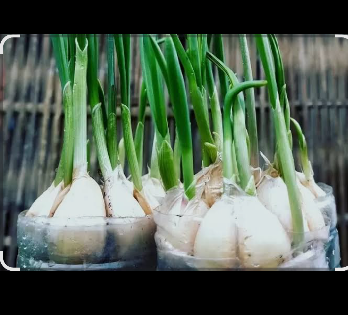 Salah satu senyawa kunci dalam bawang putih adalah allicin.