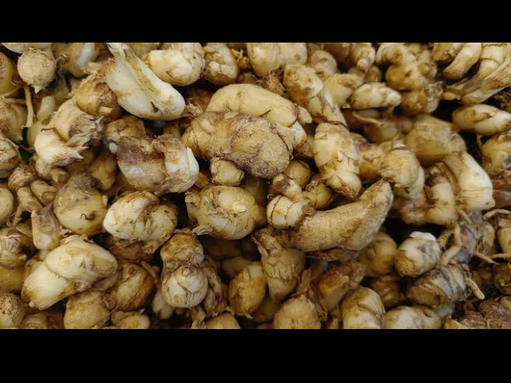 Kunci dari jamu beras kencur terletak pada kencur, yang memiliki senyawa aktif antiinflamasi dan aroma khas yang menenangkan tubuh.