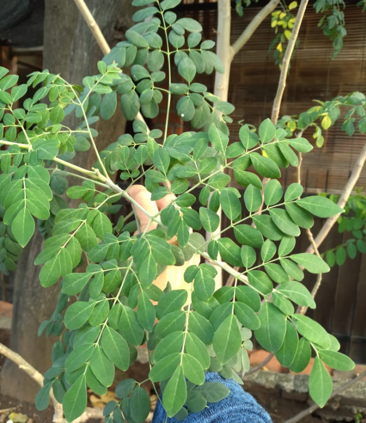 Macam2 ressp olahan daun kelor