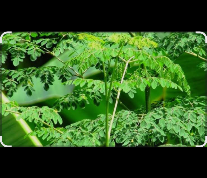 Kandungan antioksidan seperti quercetin dalam daun kelor diyakini mampu menurunkan kadar asam urat dalam tubuh.