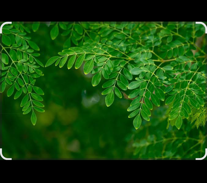 daun kelor dikenal memiliki senyawa quercetin