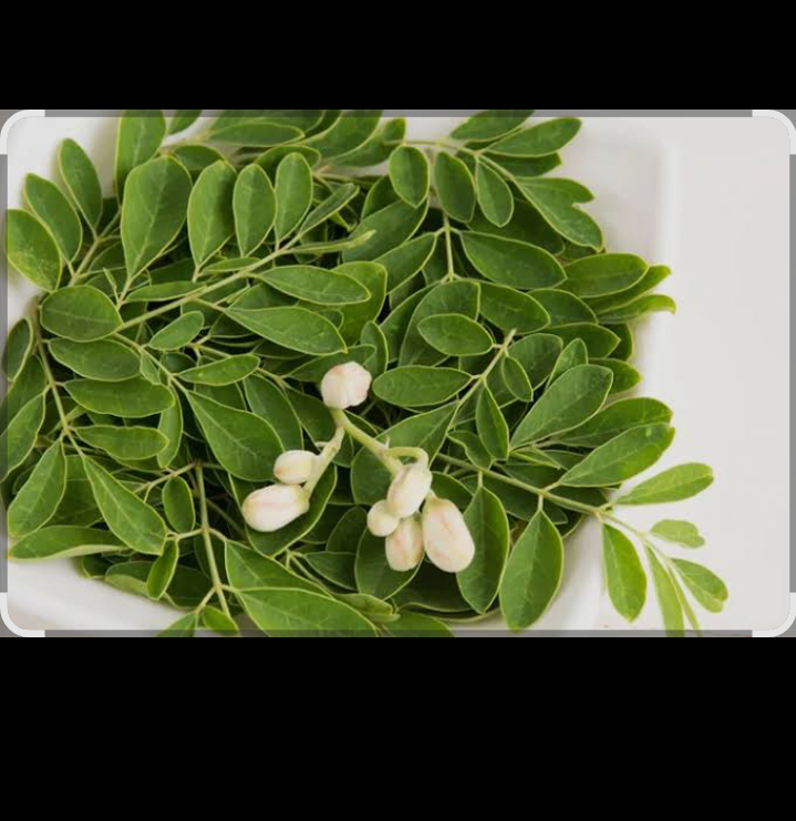 Kandungan serat yang tinggi dalam daun kelor membuat perut terasa kenyang lebih lama.