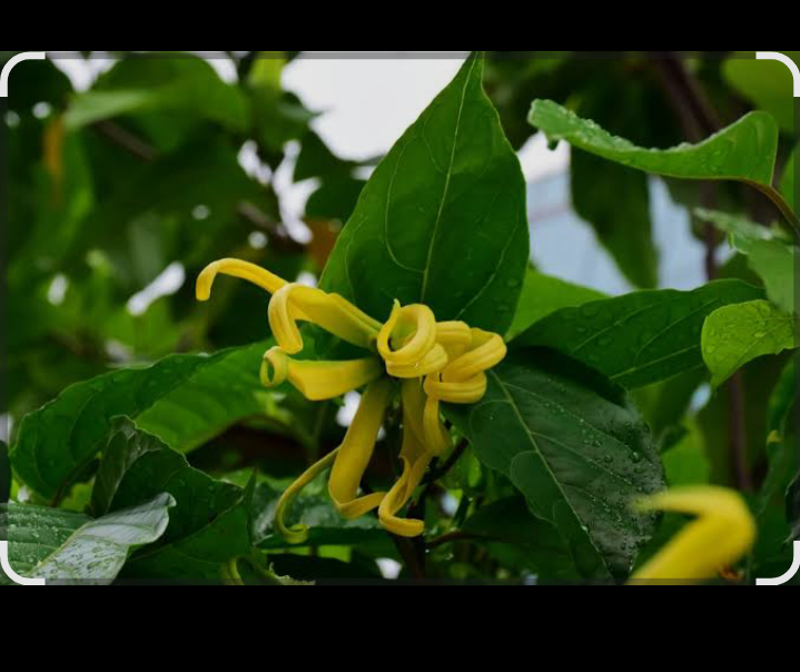 Bunga kenanga dikenal sebagai tanaman herbal dengan aroma khas yang menenangkan.