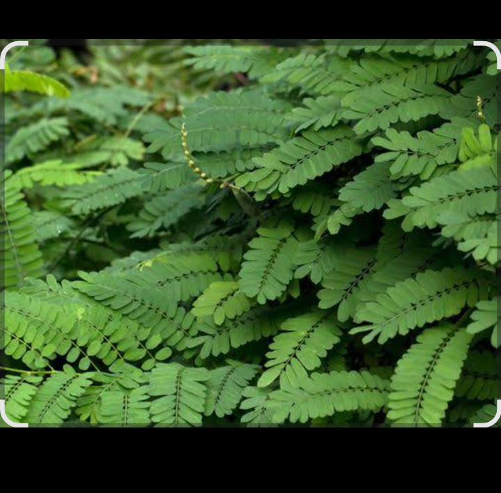 Daun saga dikenal sejak lama sebagai tanaman herbal yang memiliki sifat antiseptik kuat.