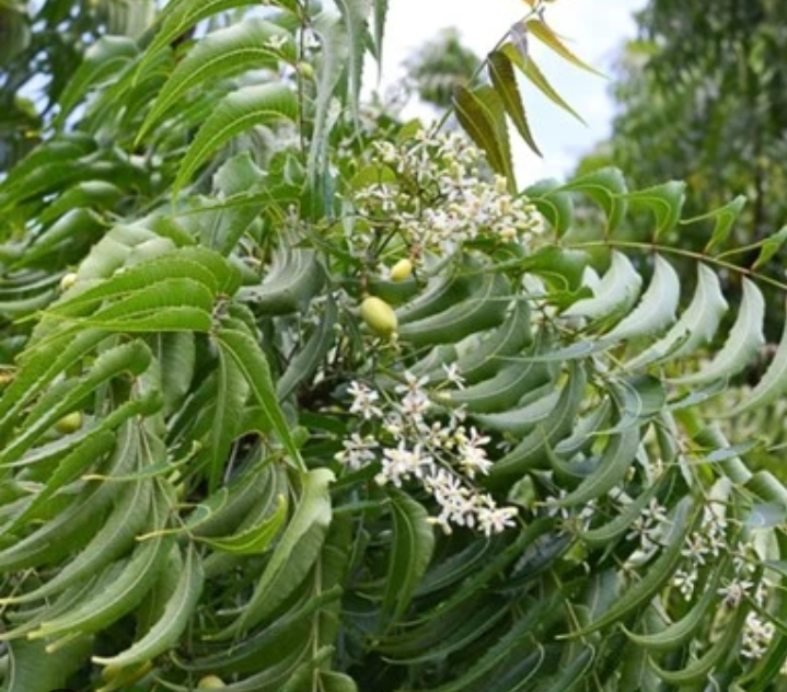 Usir jerawat dengan daun mimba
