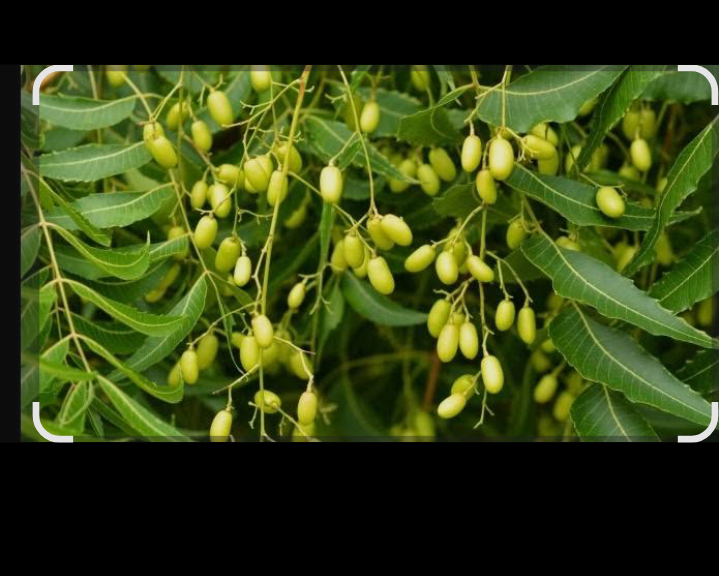 Rambut berkilau dengan daun mimba