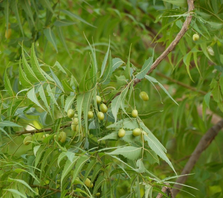 Tips agar daun mimba tidak terlalu pahit