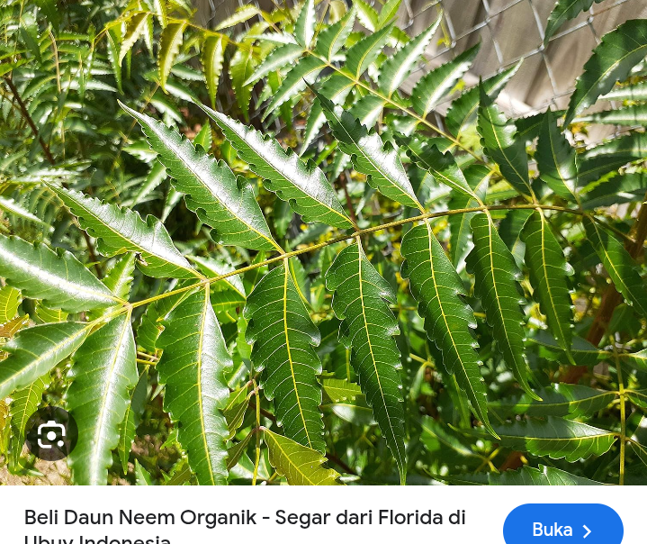 Daun mimba sebagai pestisida alami