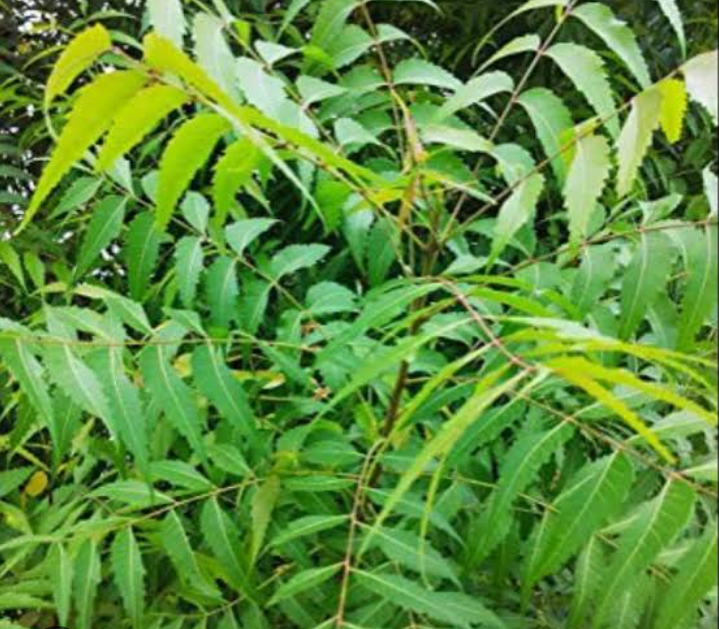 Semua manfaat daun mimba