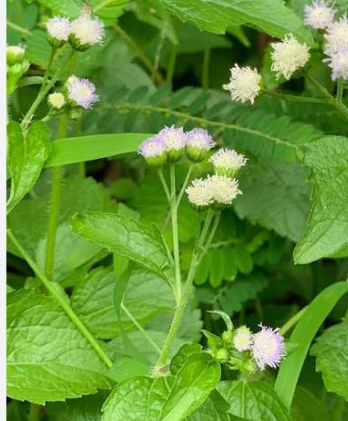 Tanaman herbal daun babadotan