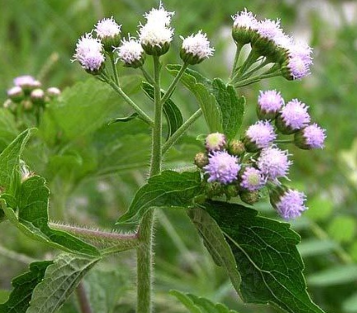 Daun babadotan