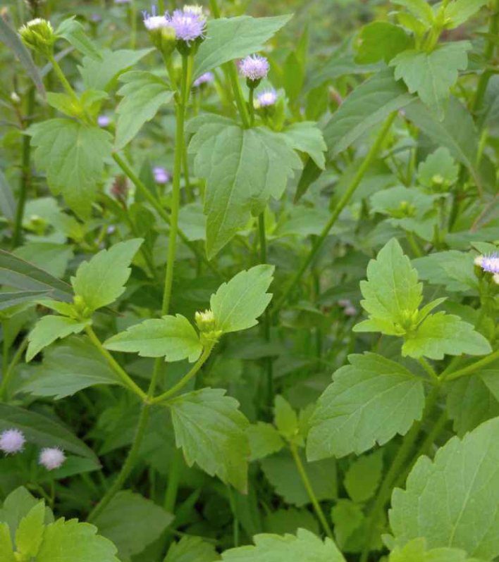 Tanaman herbal babadotan meringankan sesak nafas
