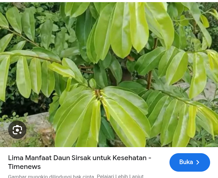 Fakta atau mitos daun sirsak mampu turunkan kolestrol jahat