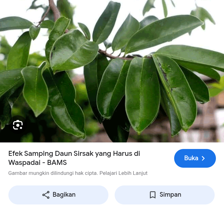 Cara gampang membuat teh daun sirsak