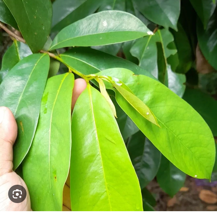 Daun sirsak vs daun salam