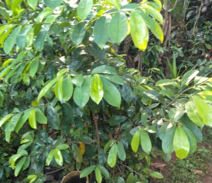 Efek samping dari daun sirsak