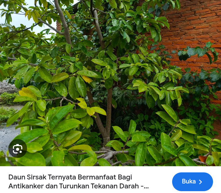 Daun sirsak dapat mencegah hipertensi