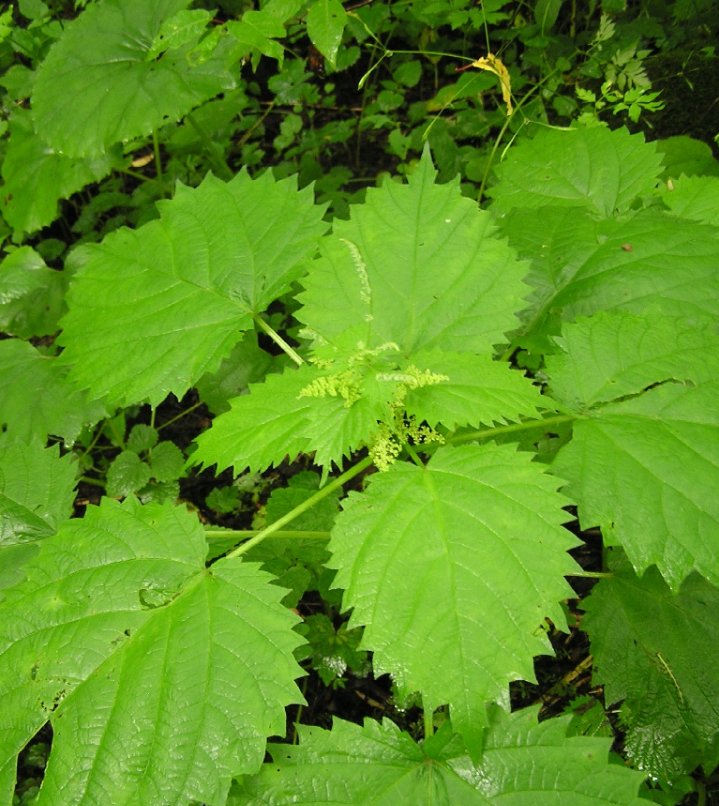 Cara mudah membuat pupuk cair dari daun jelatang