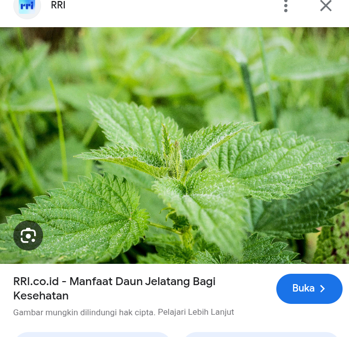 Salah satu khasiatnya yang menonjol adalah kandungan zat besi yang tinggi.