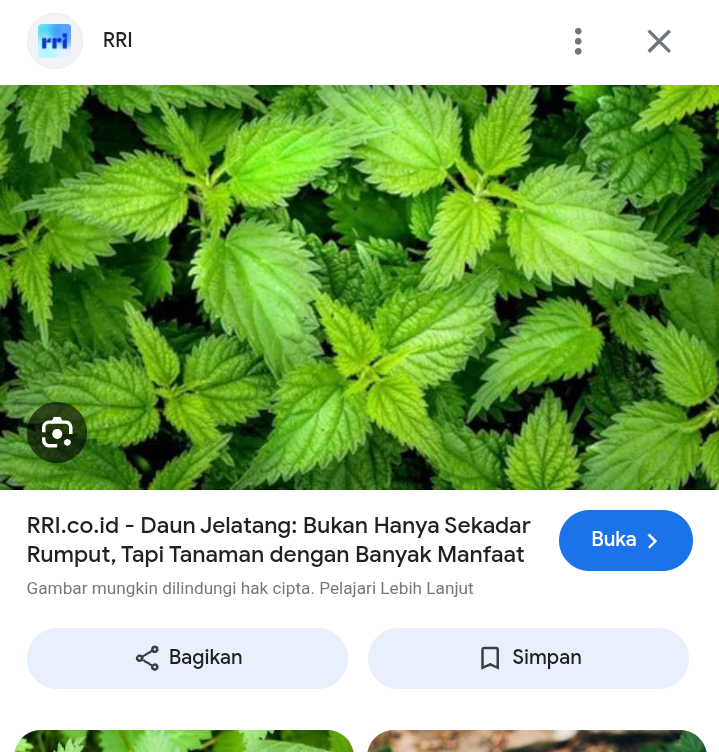 Manfaat daun jelatang bagi penderita diabetes