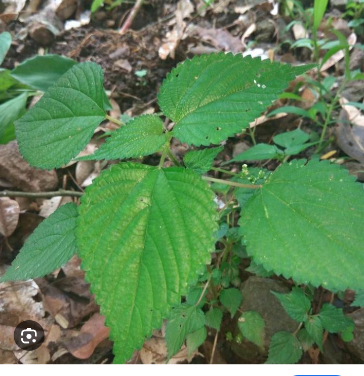 Manfaat daun jelatang untuk kesehatan tubuh