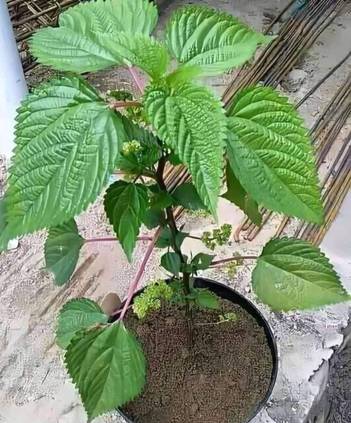 Daun jelatang kaya akan antioksidan, vitamin C, dan senyawa anti-inflamasi
