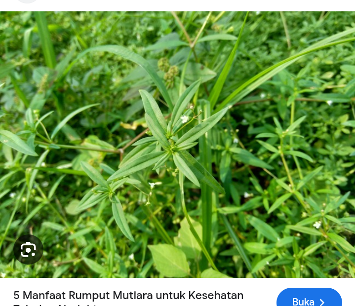 Tanaman herbal rumput mutiara dapat menurunkan demam si kecil
