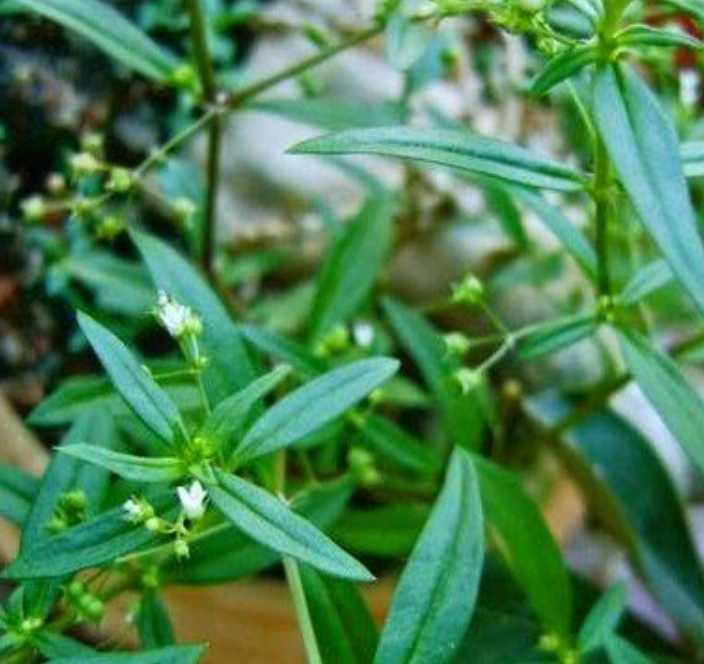 Minum rebusan daun rumput mutiara untuk menurunkan asam urat secara alami