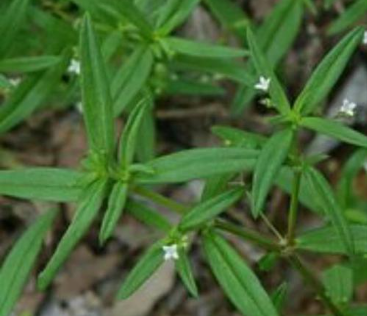 Siapa saja yang boleh mengonsumsi daun rumput mutiara