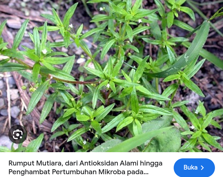 Daun rumput mutiara ampuh redakan batuk
