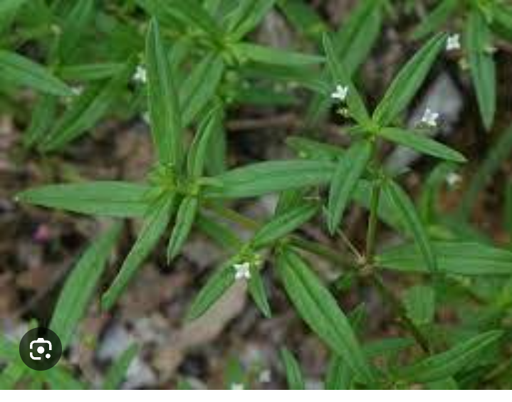 Rumput mutiara mengandung senyawa flavonoid dan polifenol.