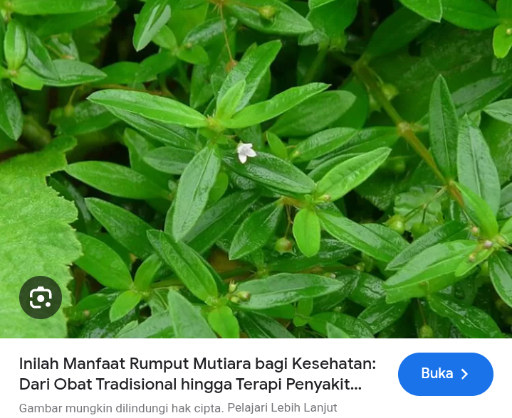 Banyak orang tidak menyadari bahwa kesalahan dalam merebus bisa mengurangi khasiat rumput mutiara