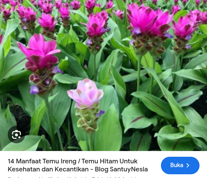 Manfaat temu ireng untuk liver