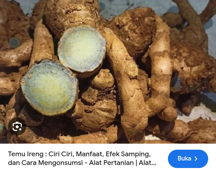 Tanaman herbal temu ireng ampuh mengurangi gatal di kulit
