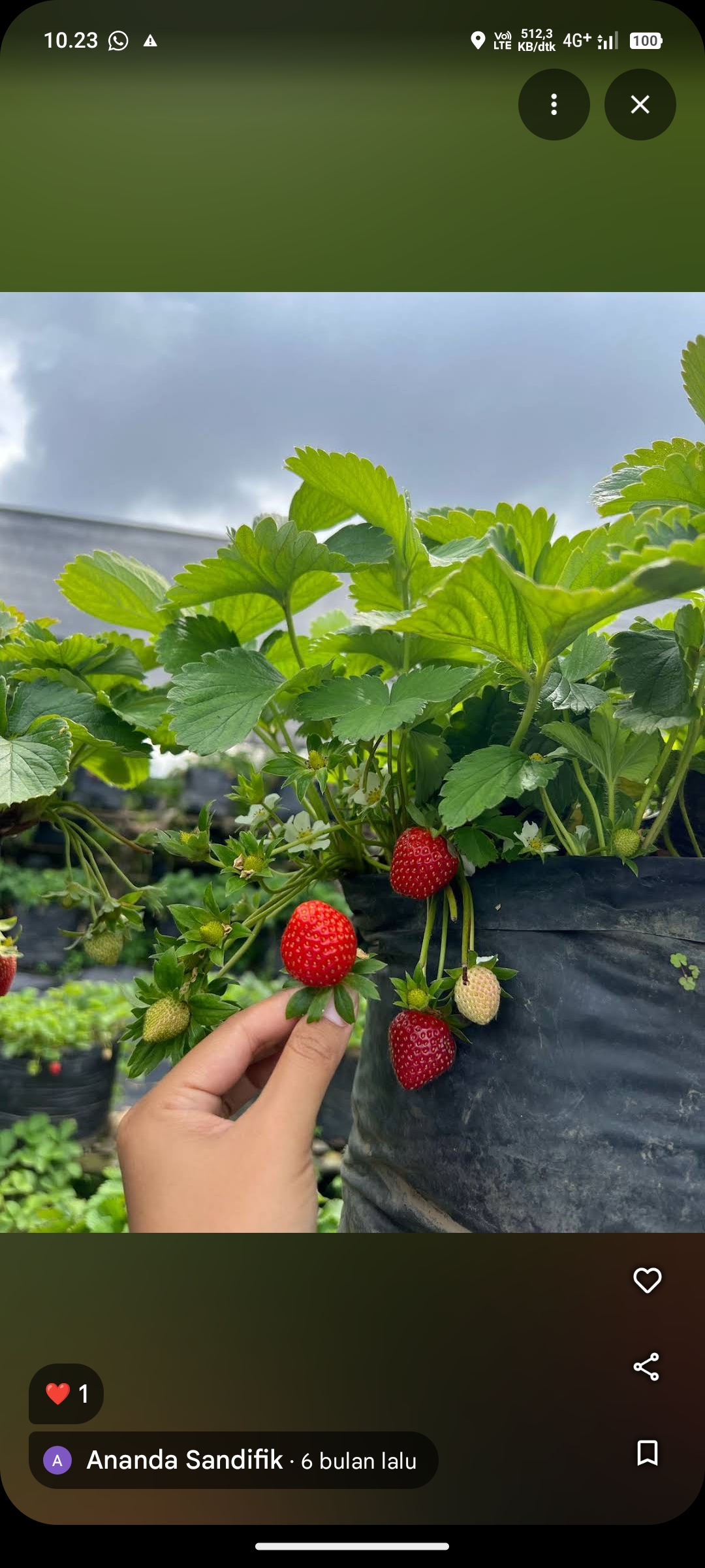 Petik Strawberry Bonkopi Batu