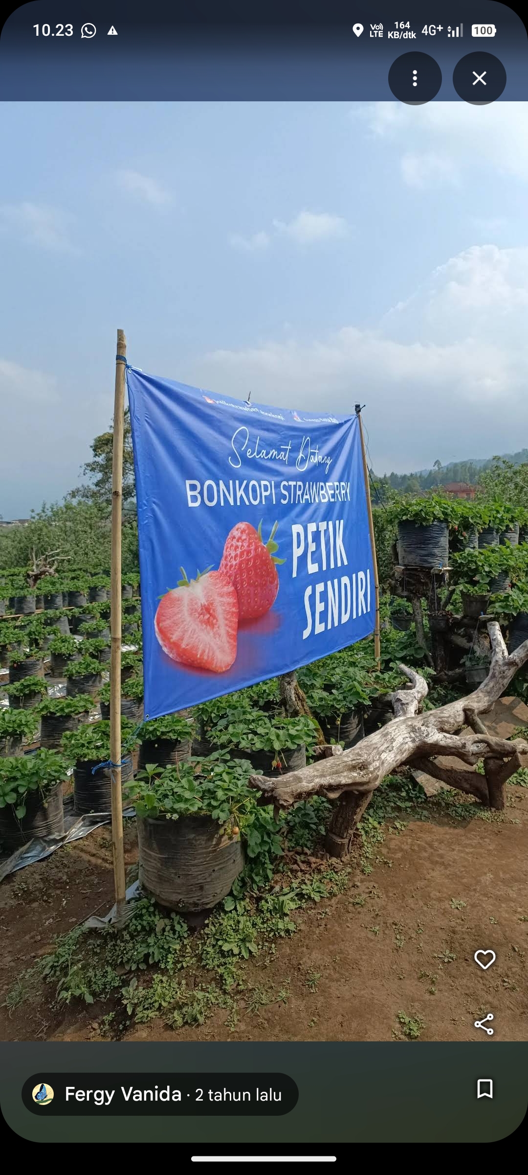 Petik Strawberry Bonkopi Batu
